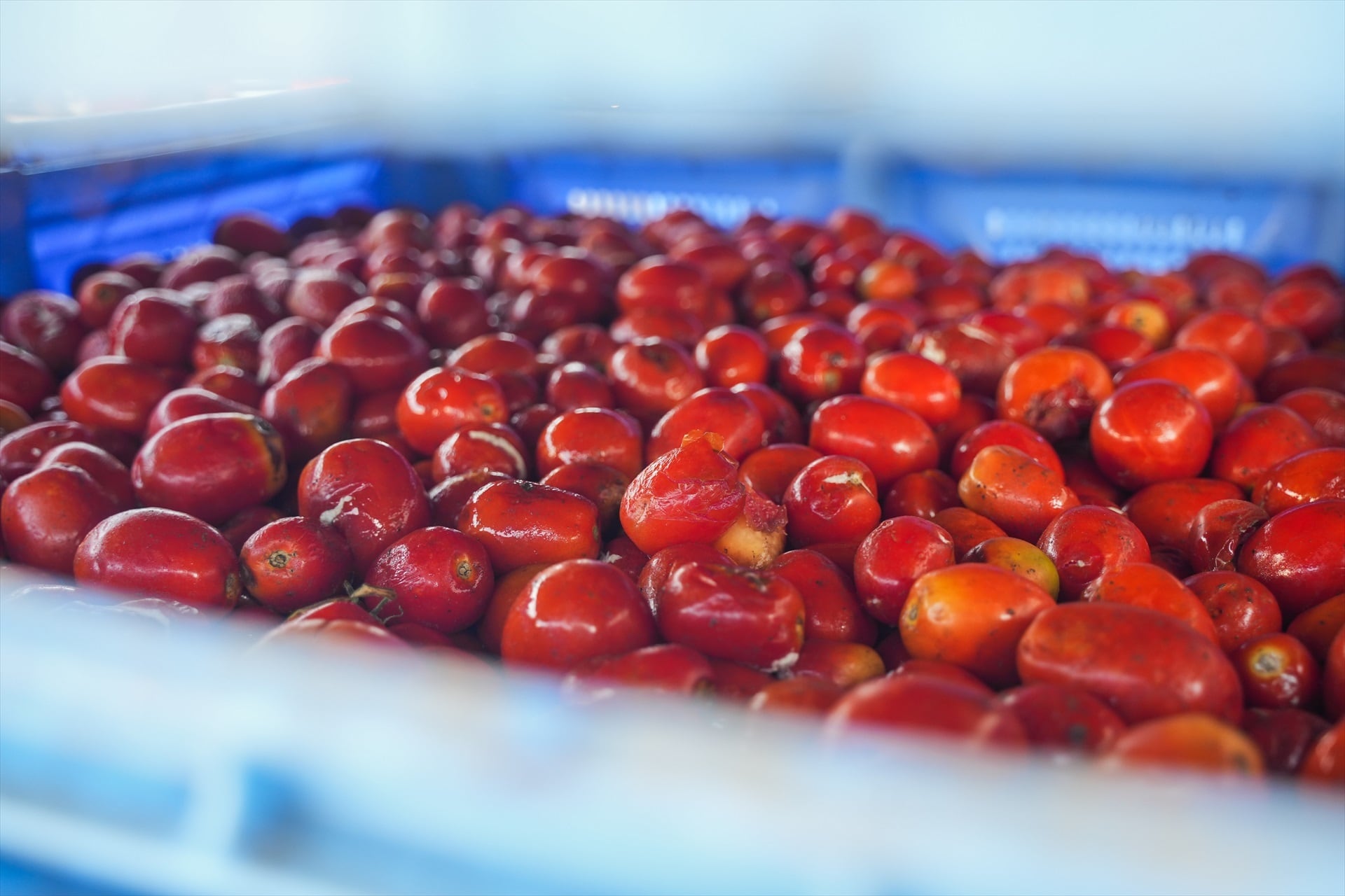 Llegan a Buñol los cerca de 150.000 kilos de tomate que se utilizarán este miércoles en la Tomatina