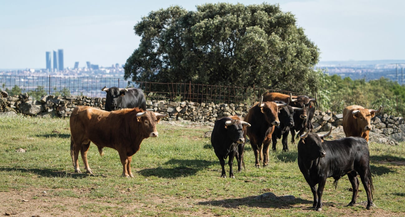 Una de las fotografías del calendario de 2026 de Colmenar Viejo