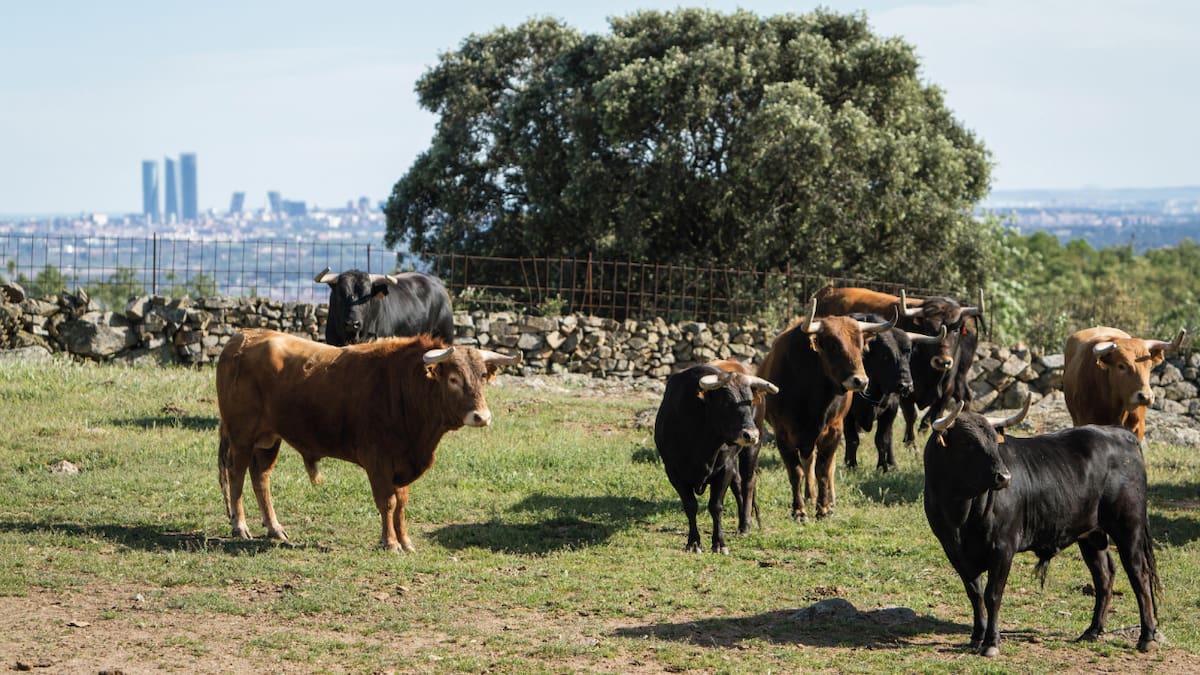 Entrevista a Felipe Mansilla, concejal de Medio Ambiente de Colmenar Viejo, sobre el calendario municipal de 2026 dedicado a los ganaderos de toro bravo