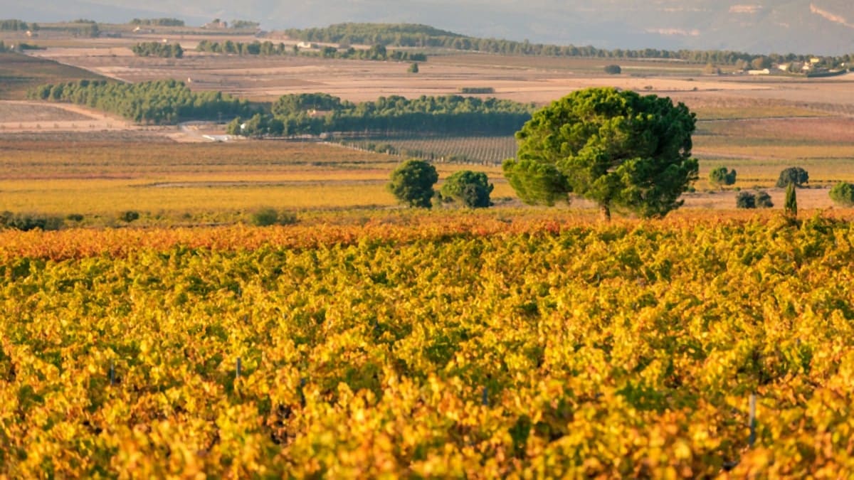 Rafael Cambra, propietario de la Bodega Rafael Cambra y miembro de la Asociación de Viticultores y Productores de las Terres dels Alforins, explica en la SER la previsión de la campaña de vendimia