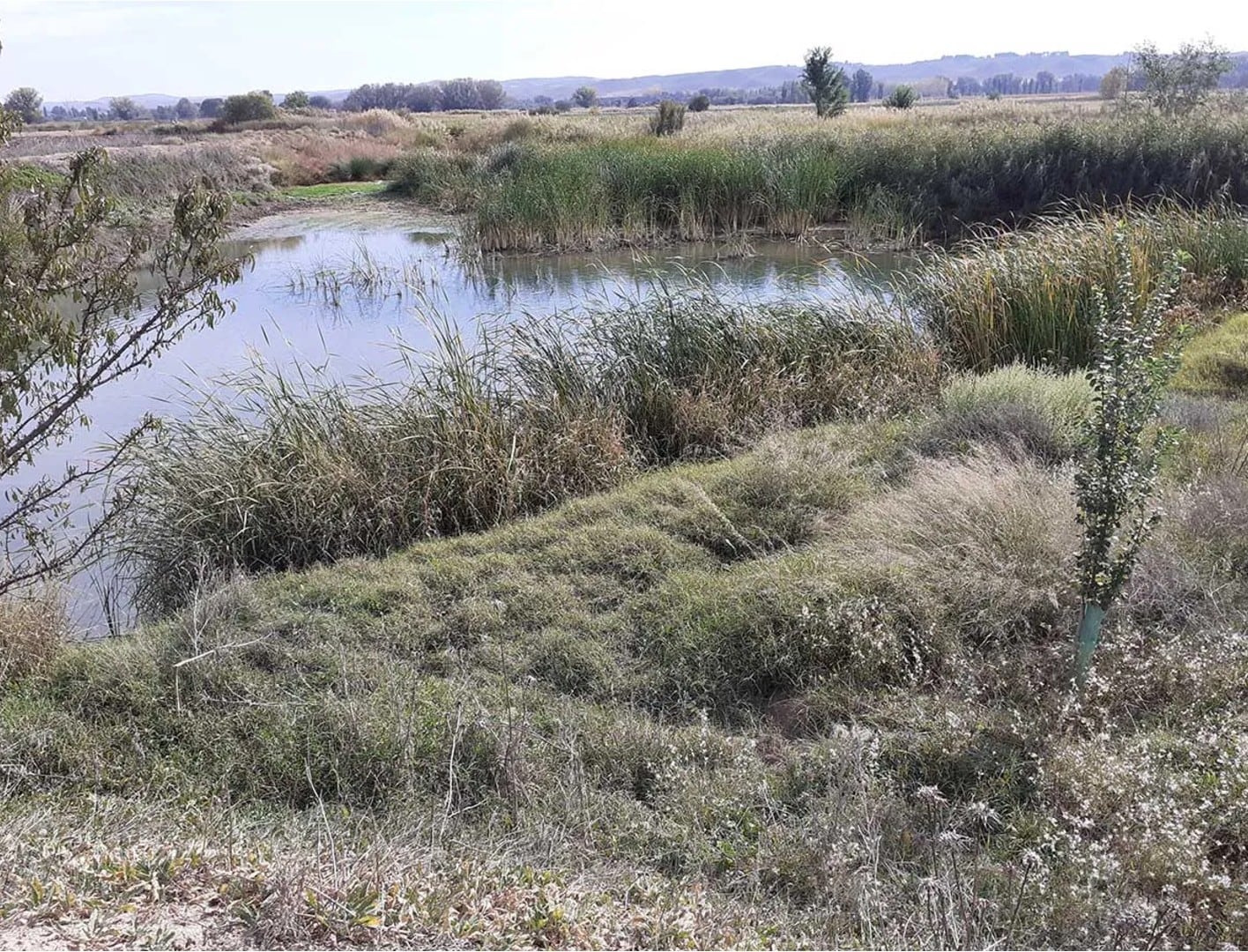 El humedal en la gravera de Ciempozuelos