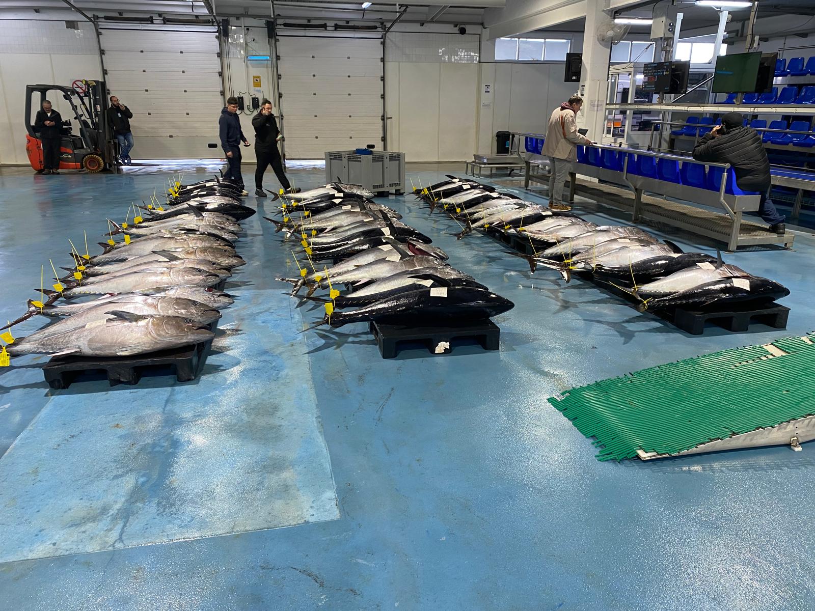 Tonyina al Port de Blanes