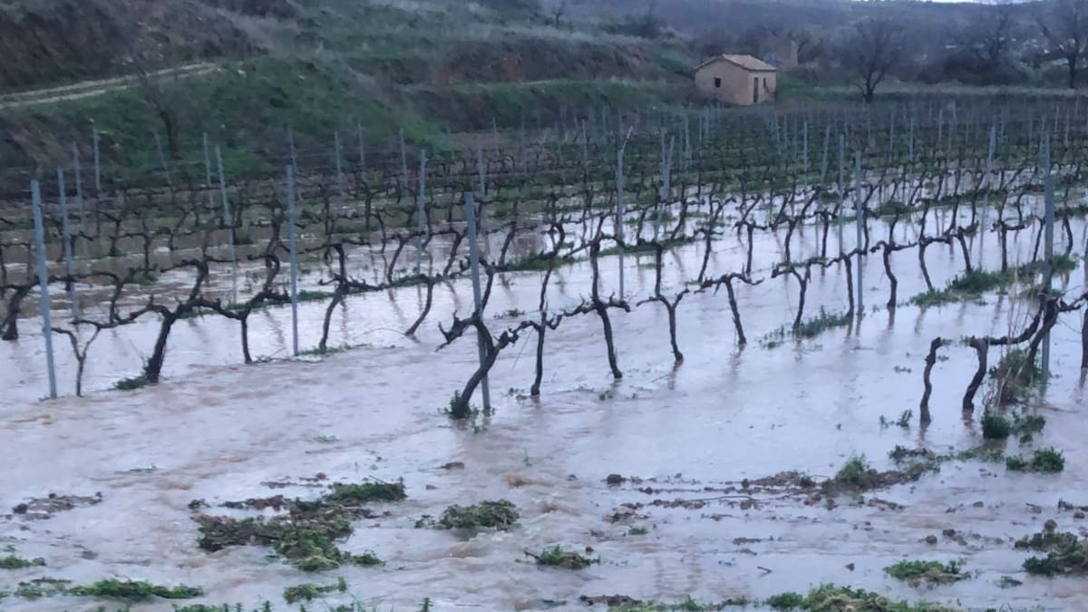 Cultivos anegados, llenos de barro y caminos intransitables: las fuertes lluvias en Cervera dejan una situación histórica: "No recordamos nada igual"