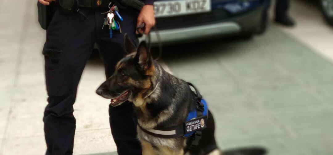 Imagen de una unidad canina de la Policía local de Getafe