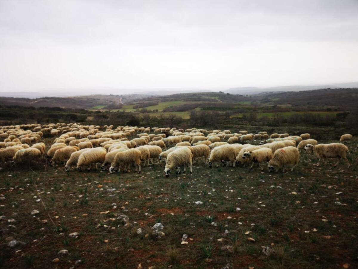Los productores de lechazo lanzan un S.O.S al consumidor
