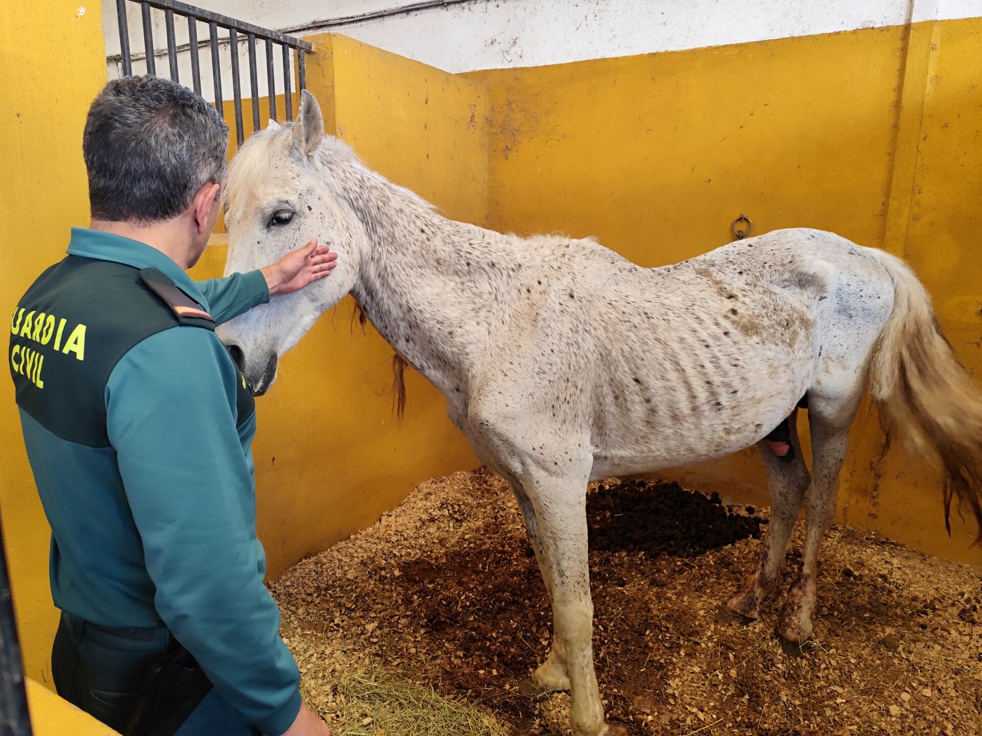 Caballo abandonado en Oliva