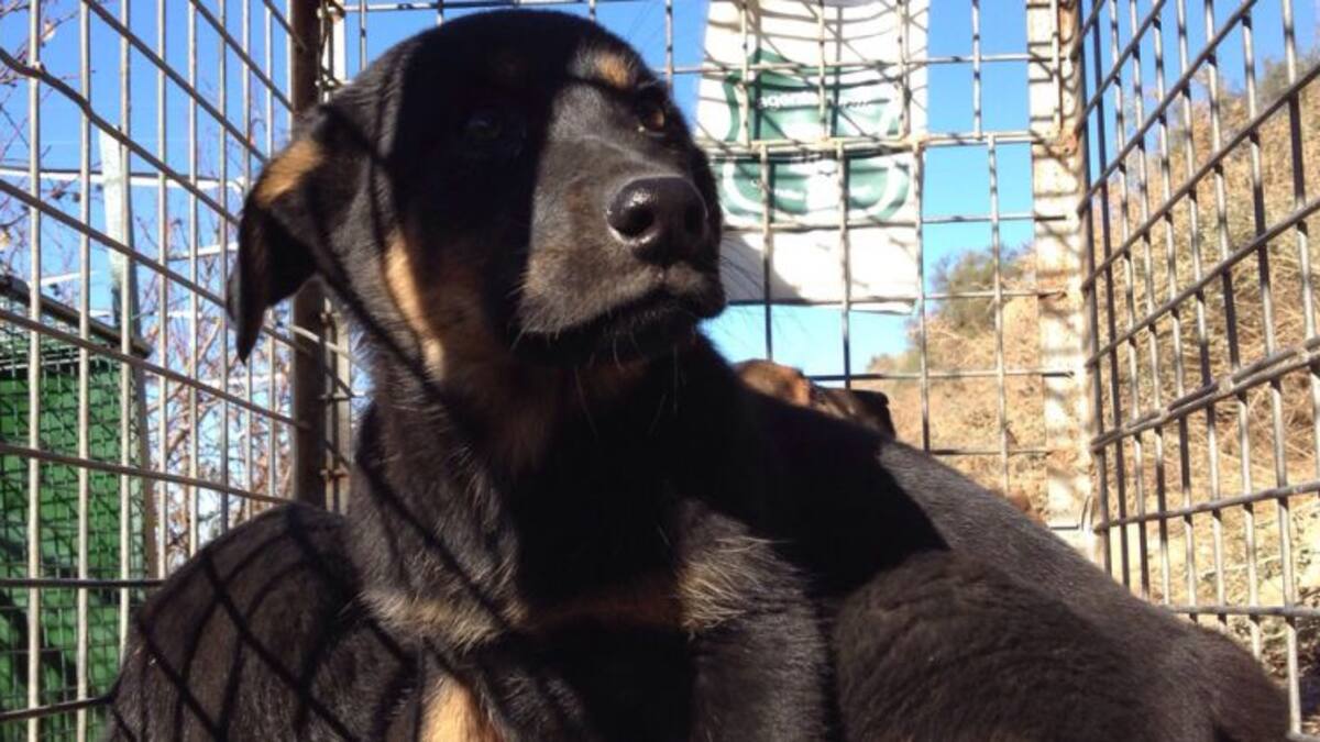 Capturats 5 cadells de gossos ensalvatgits