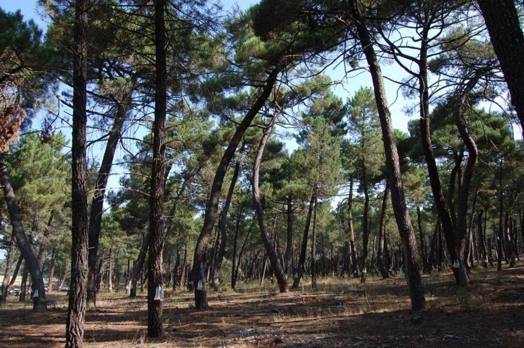 Pinos resineros de Soria