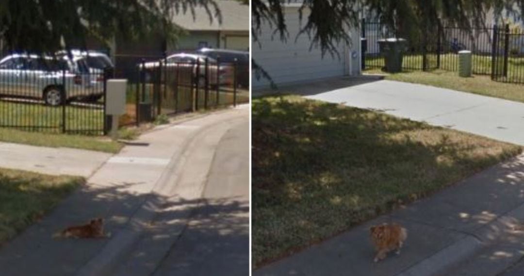 Captura de pantalla de Google Maps en el que aparece un perro.