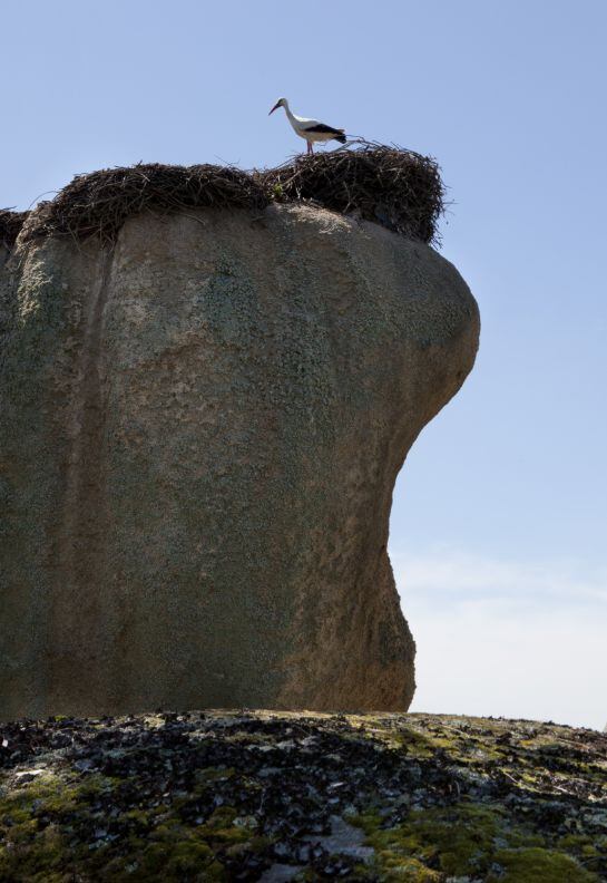 Cigüeña en Los Barruecos