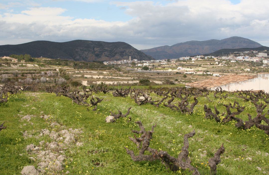 Campos de vides de Teulada.