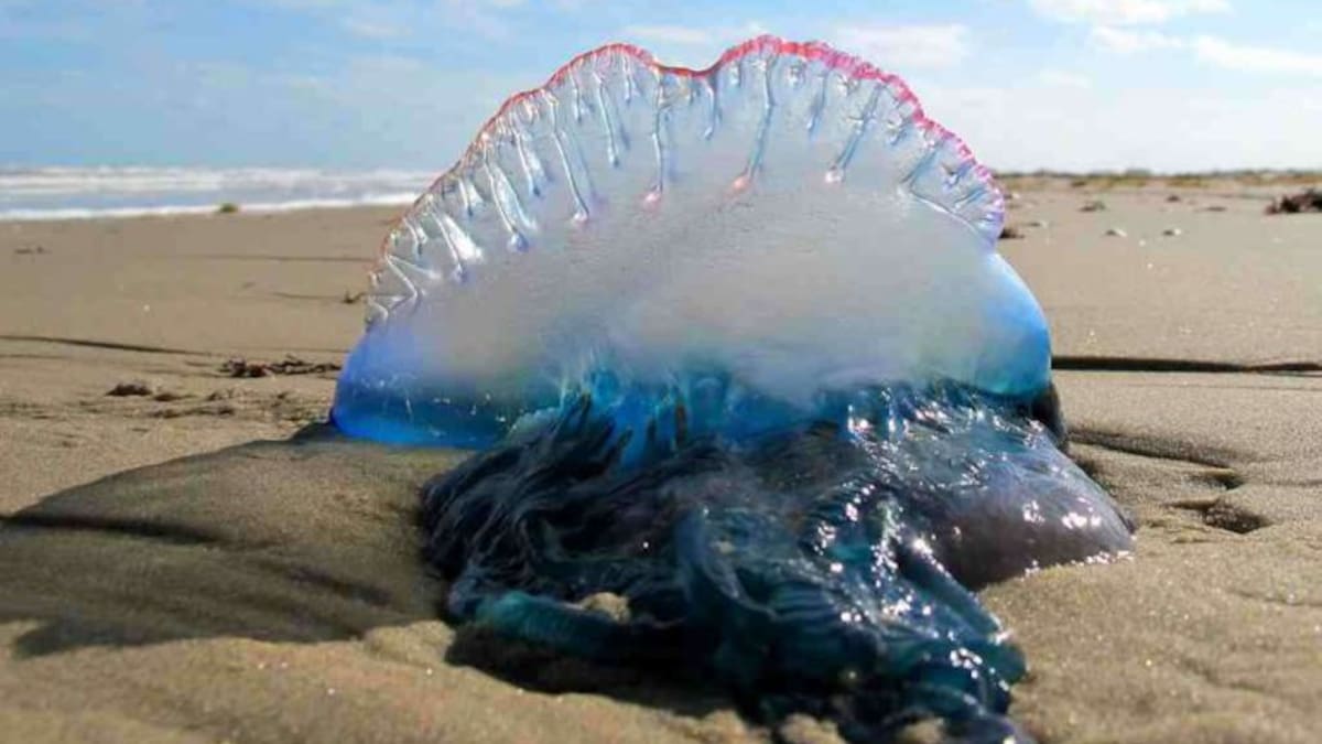 ¿Por qué hay carabelas portuguesas en nuestras aguas?