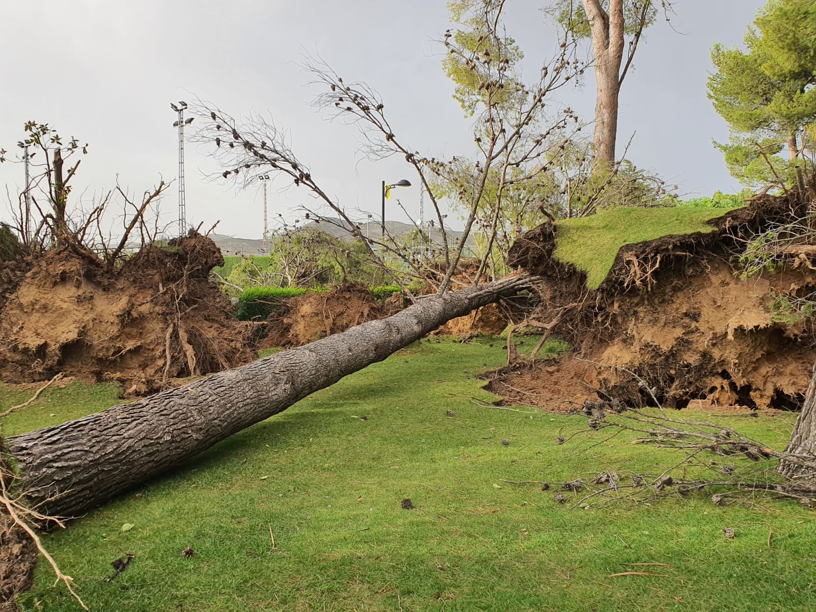 Arboles caídos en la Ciudad Deportiva