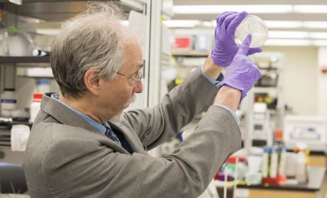 El científico Jef Boeke muestra la primera levadura con un cromosoma sintético.