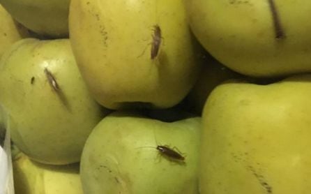 Bichos en la fruta