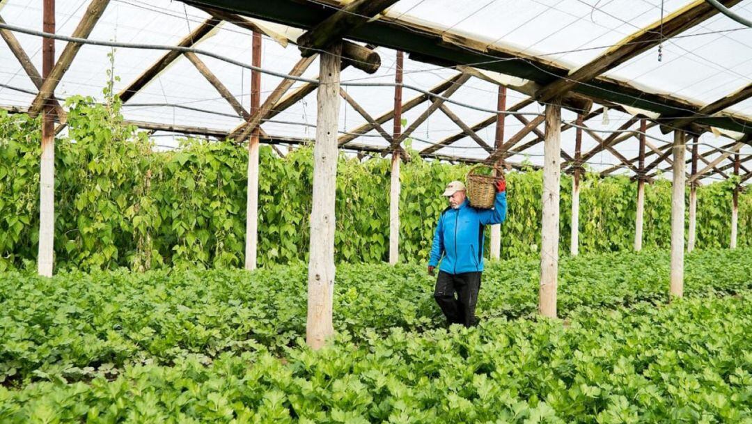 Producció agrària al Maresme