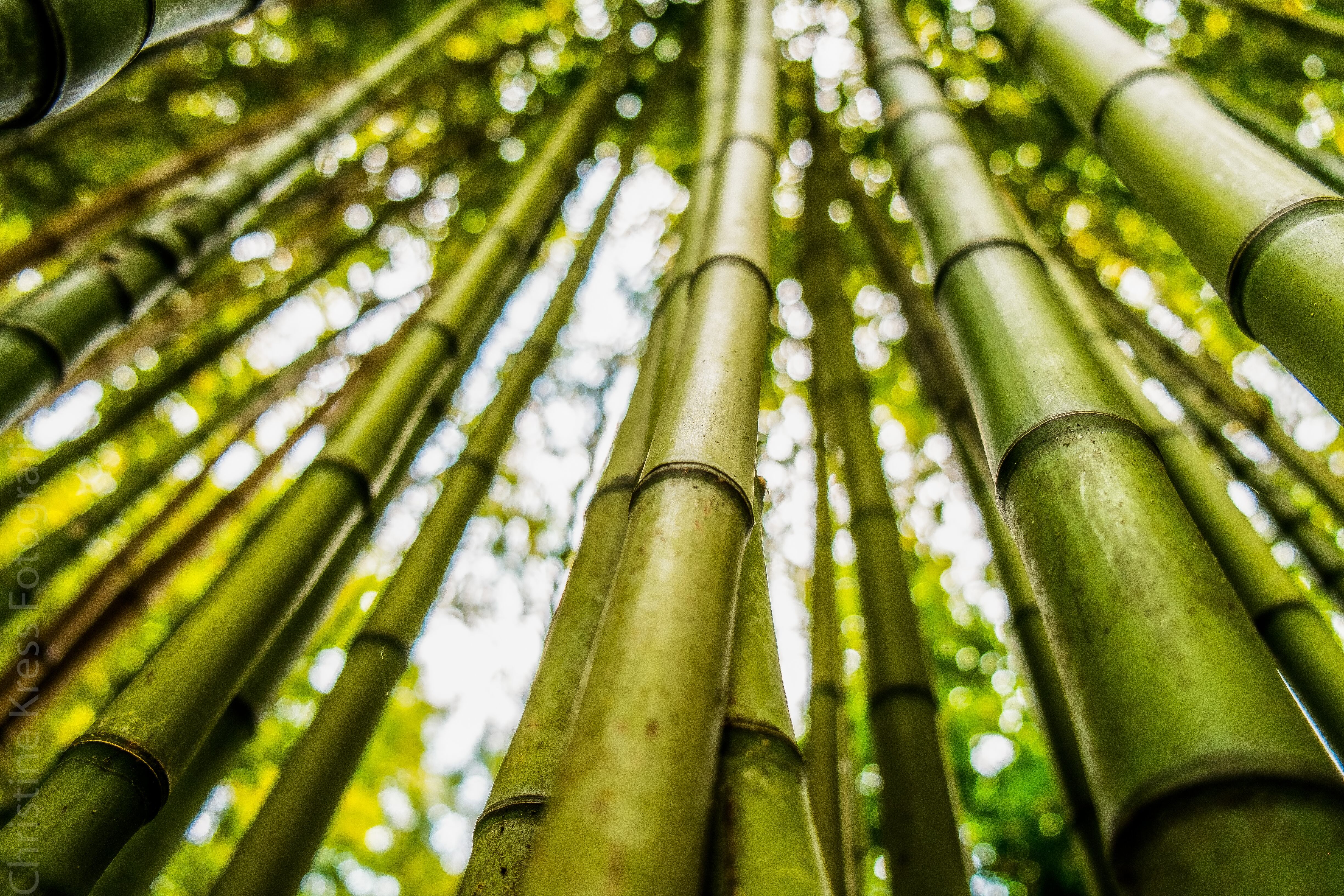 La Asociación Ibérica del Bambú destaca todas las propiedades que tiene este vegetal