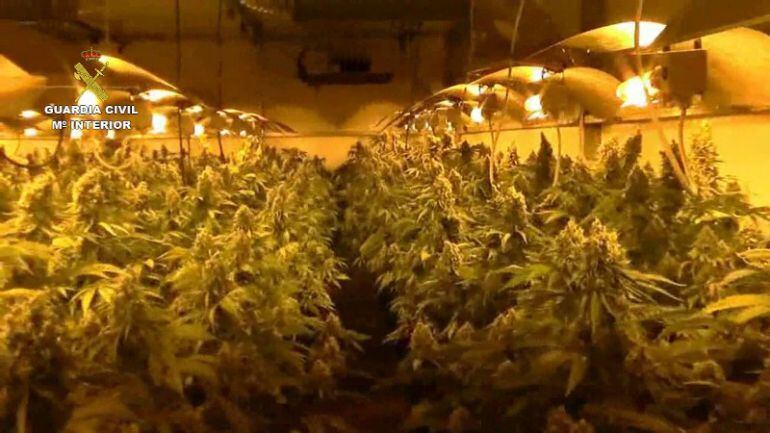 Imagen de Archivo de un cultivo interior de marihuana que crece alumbrado por energía eléctrica