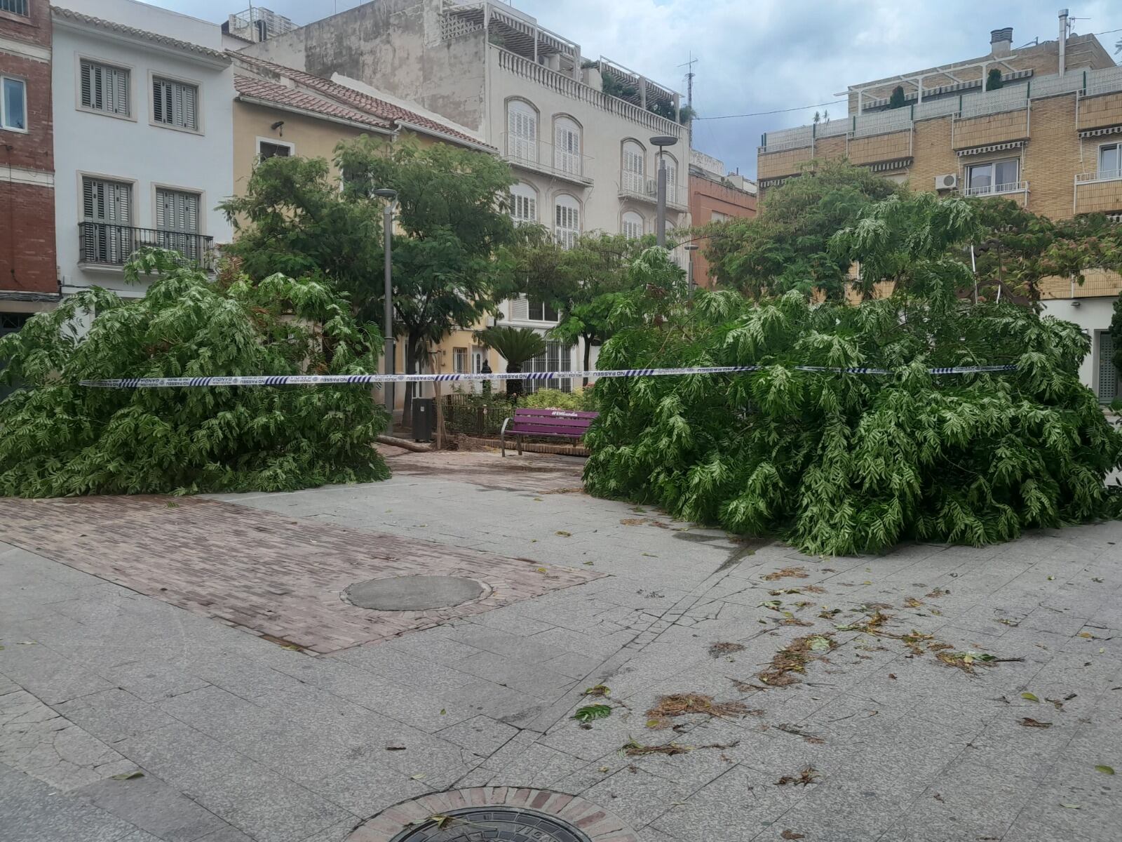 Árboles caídos en la plaza del Loreto.