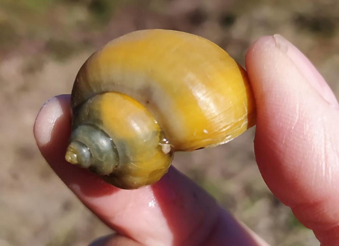 Ejemplar de caracol manzana encontrado en el marjal de Gandia