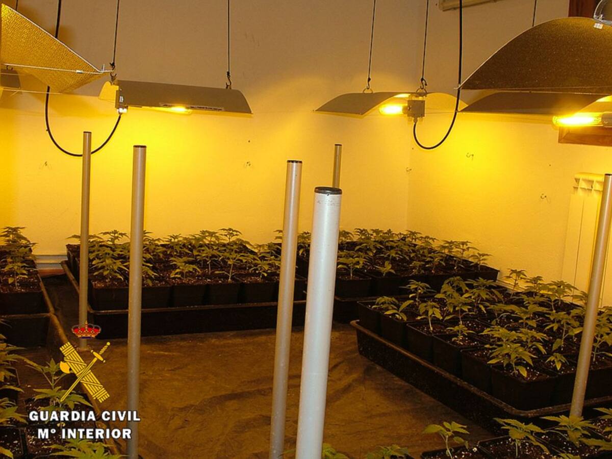 Desmantelan un laboratorio de marihuana con mil plantas
