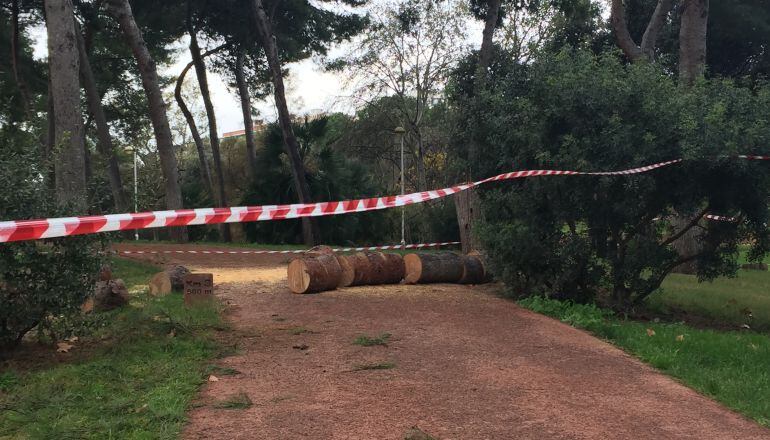 El Circuit 5K está cortado en algunos tramos por caída de árboles