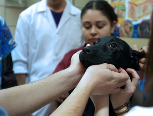 Conocemos desde dentro cómo funciona el Hospital Veterinario de la Complutense.