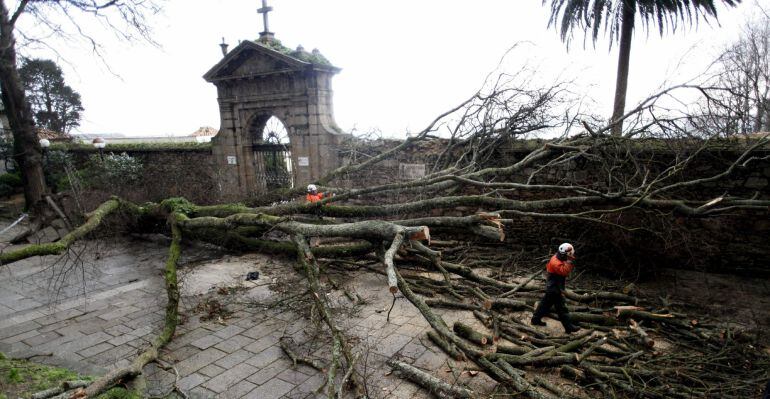 Un operario corta un árbol que ha sido derribado por el fuerte viente a las puertas del cementerio de San Amaro, en A Coruña.