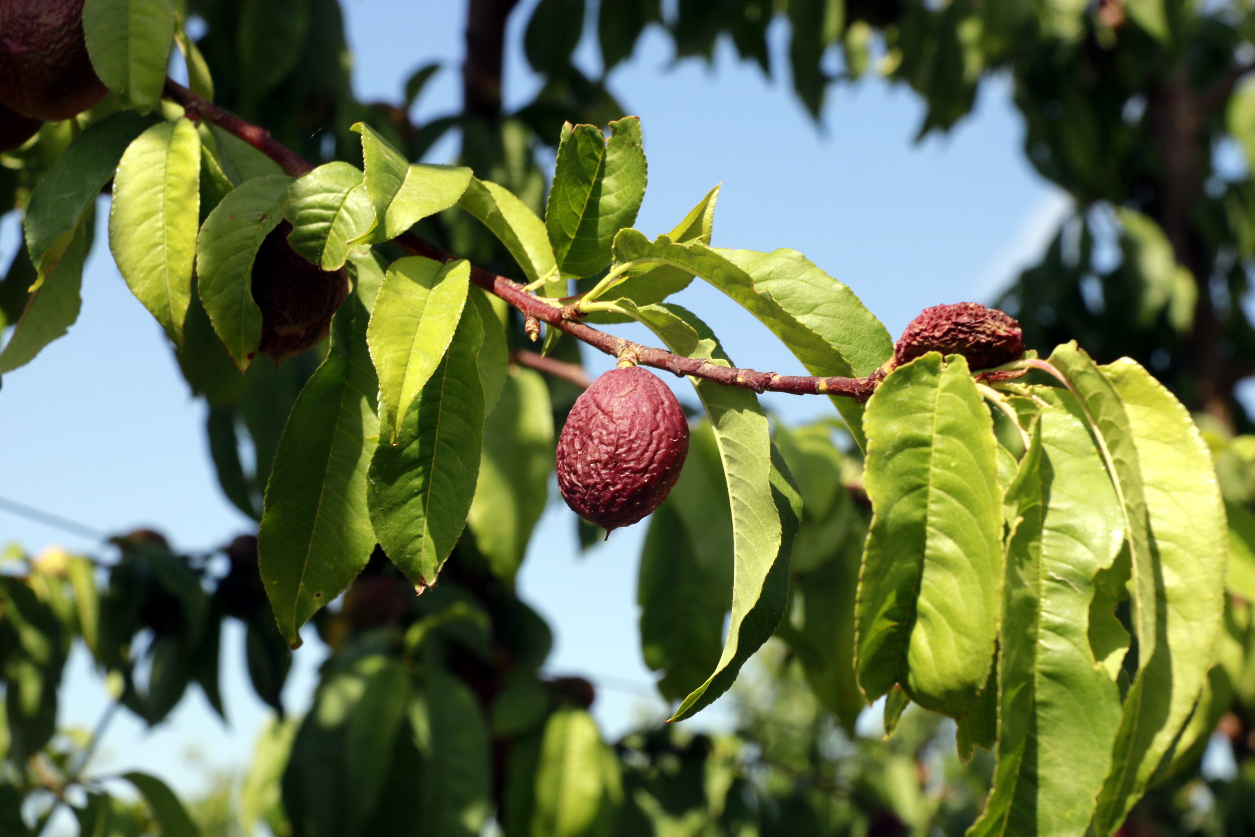 La manca d&#039;aigua està ja fent estralls en les collites, com es demostra a la imatge, amb les nectarines. Foto: ACN.