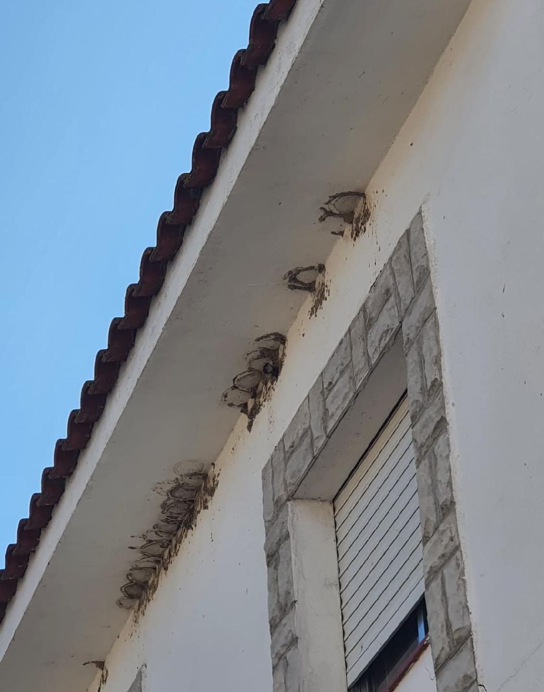 Nidos de avión en Cebolla