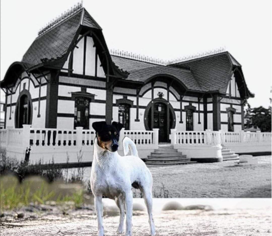 Imagen de un perro bodeguero