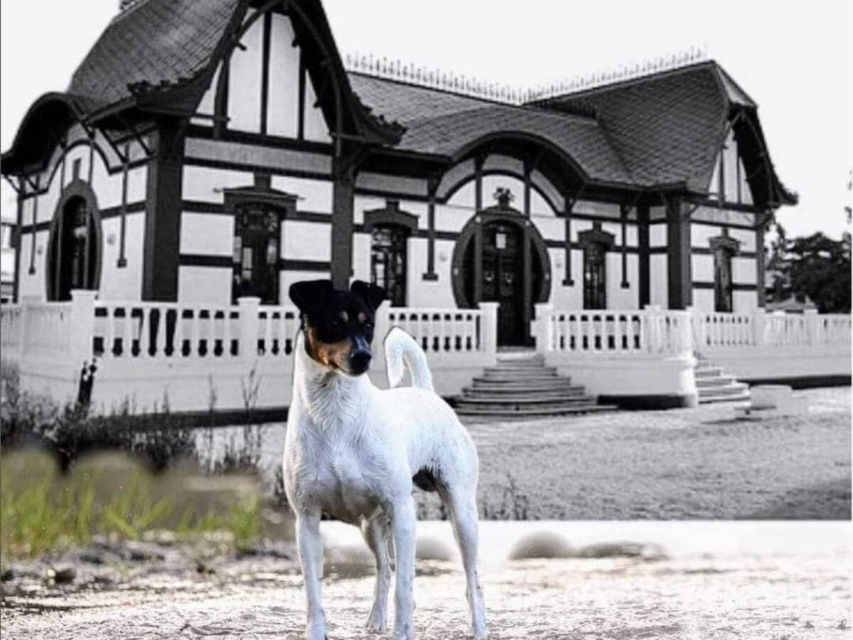 La Monográfica Nacional del Club Español del Ratonero Bodeguero Andaluz inicia este domingo las Fiestas de la Vendimia