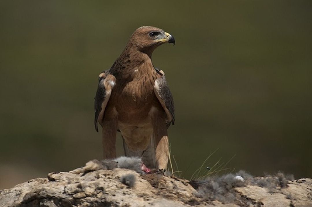 Ejemplar de águila Bonelli