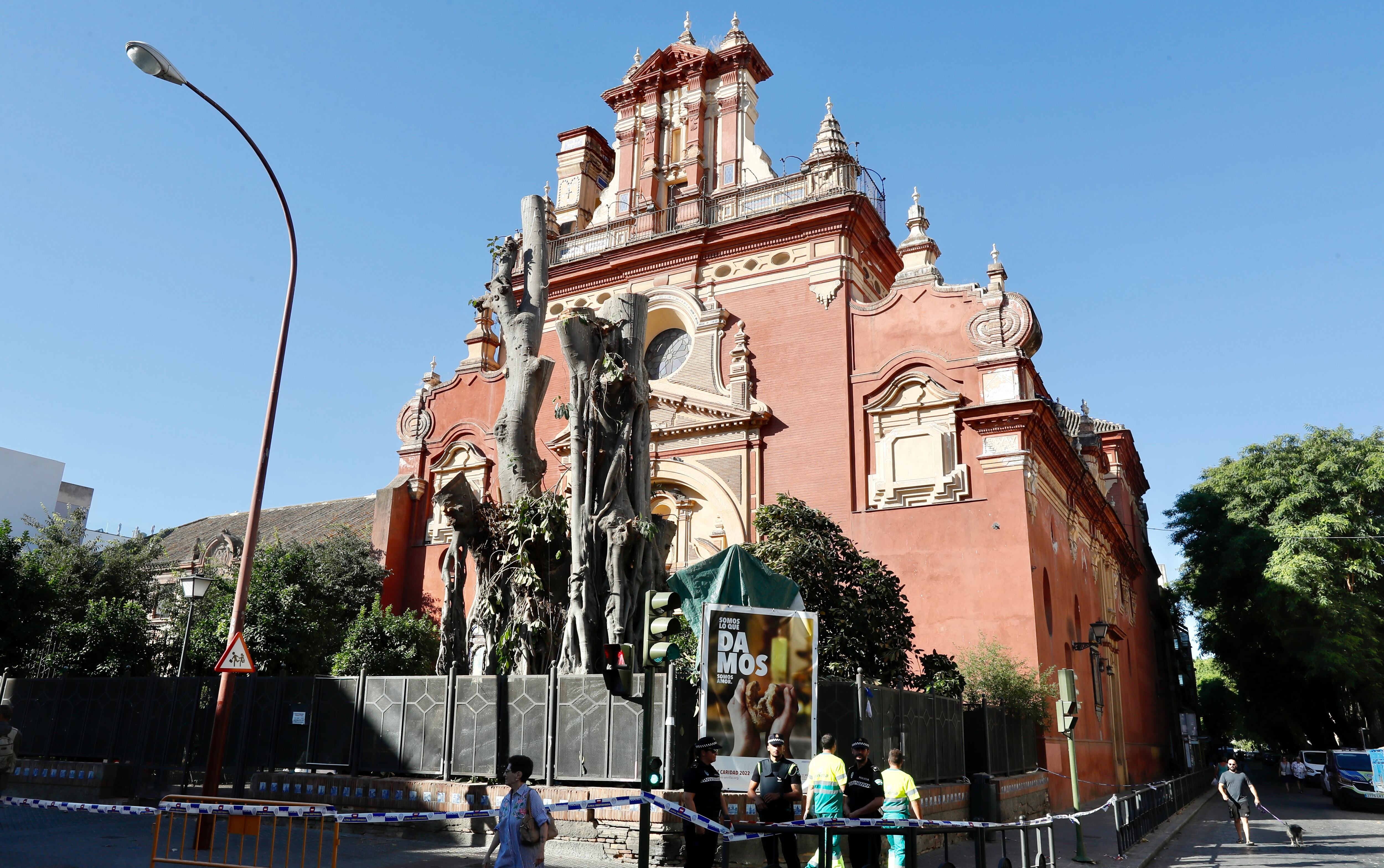 GRAFAND2484. SEVILLA, 18/08/2022.- Imagen del Ficus centenario de la Parroquia de San Jacinto de Sevilla durante los trabajos de tala. Las asociaciones de Triana y los partidos políticos respaldaron la tala del ficus centenario de la Parroquia de San Jacinto de Sevilla reunidos en junta de distrito de Triana y con 18 votos a favor y solo la abstención de Podemos, ha recordado el consejo parroquial de San Jacinto en un comunicado. EFE/José Manuel Vidal
