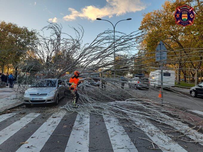 Árbol en Alcorcón
BOMBEROS DE ALCORCÓN
21/11/2022