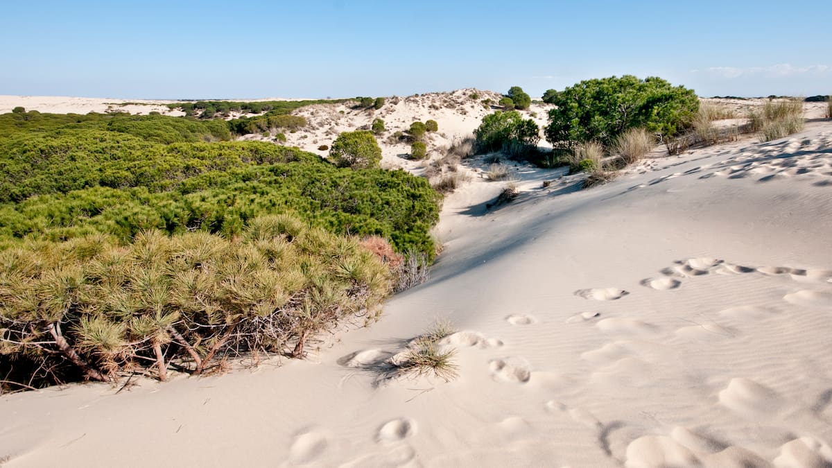 Juanjo Carmona, de WWF en Doñana, sobre la designación de Enrique Mateos