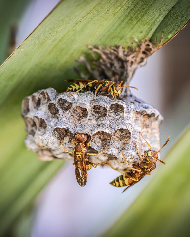 Ejemplares de Vespa Velutina 