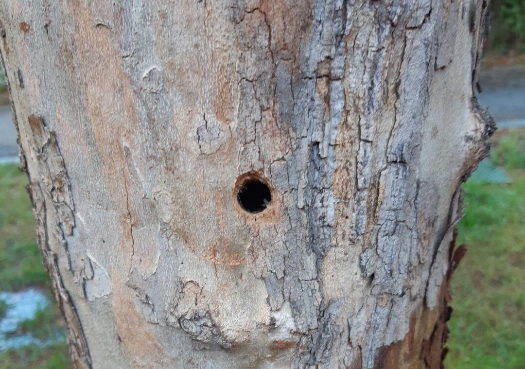 Los árboles han aparecido con estos extraños agujeros en el tronco.