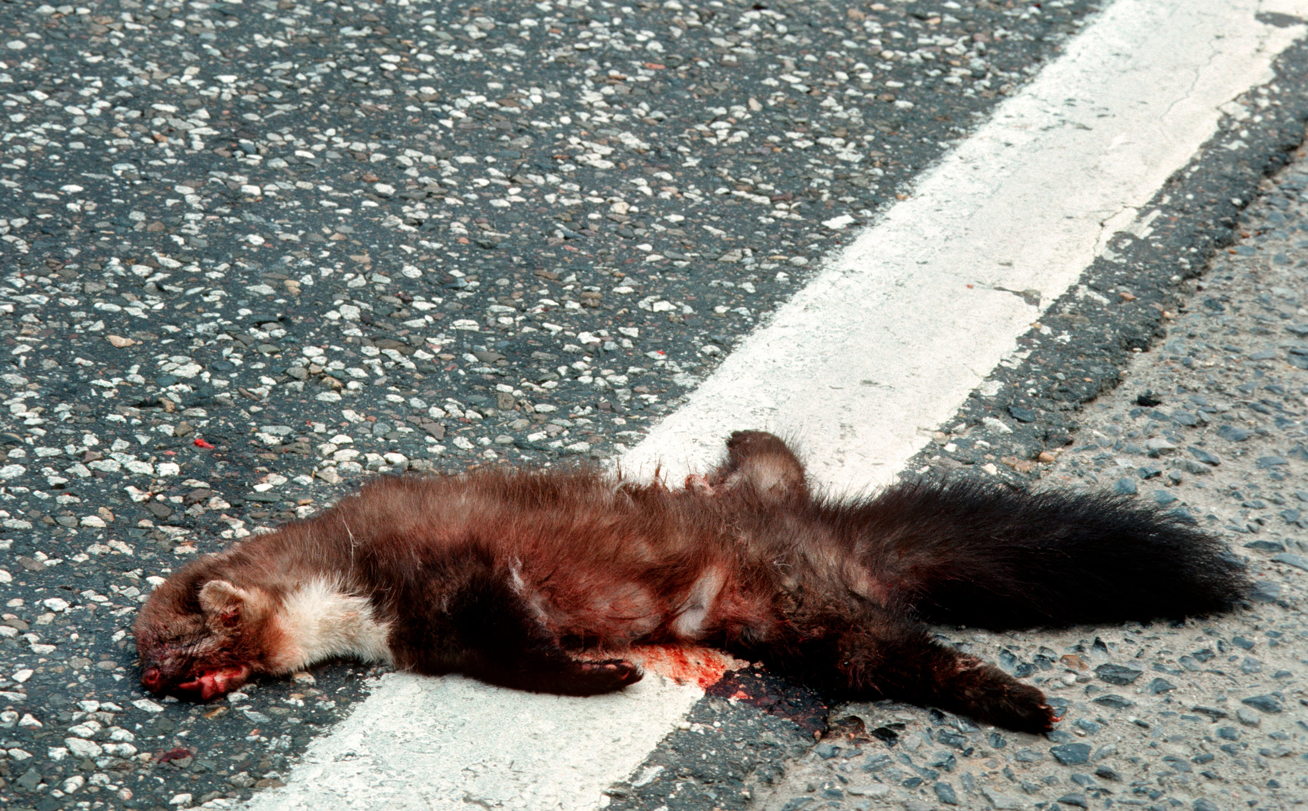 Los atropellos son uno de los principales riesgos para este pequeño animal