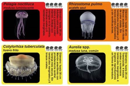 Algunas de las medusas más populares.