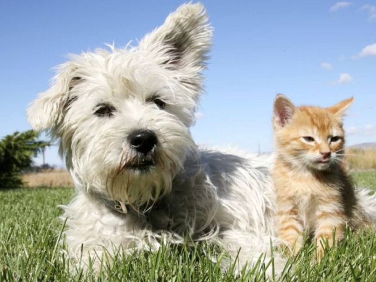 19 personas han sido denunciadas dentro de la campaña sobre vigilancia de animales de compañía