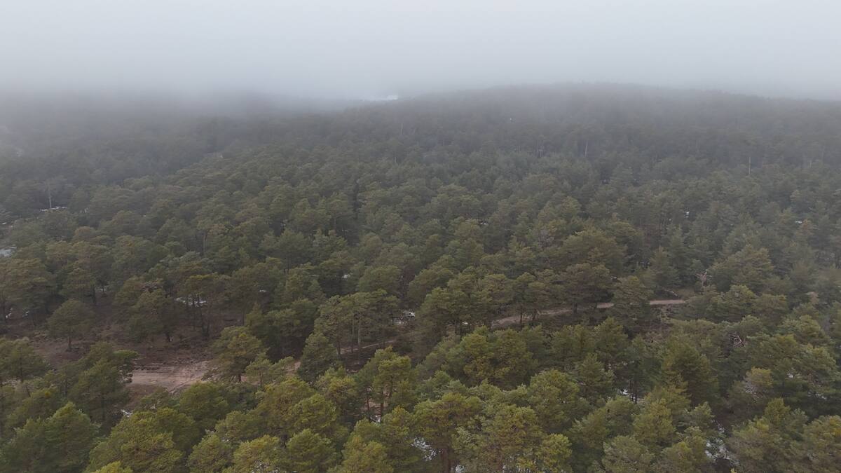 Los bosques abulenses