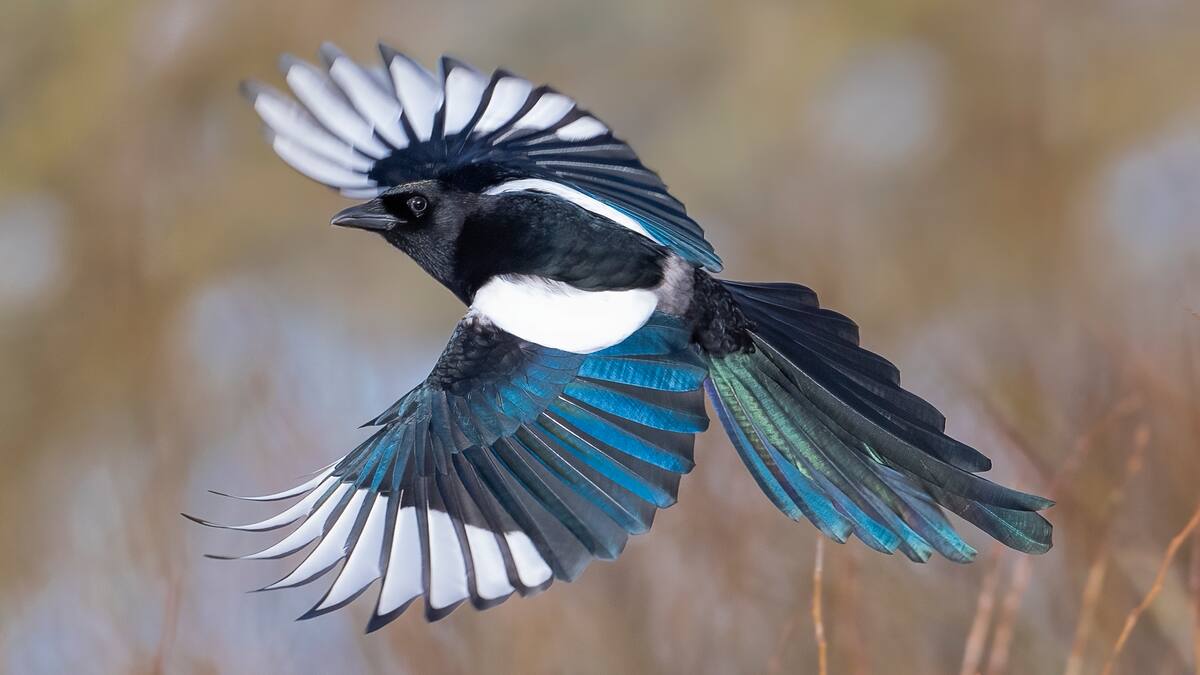El Guardabosques: la urraca