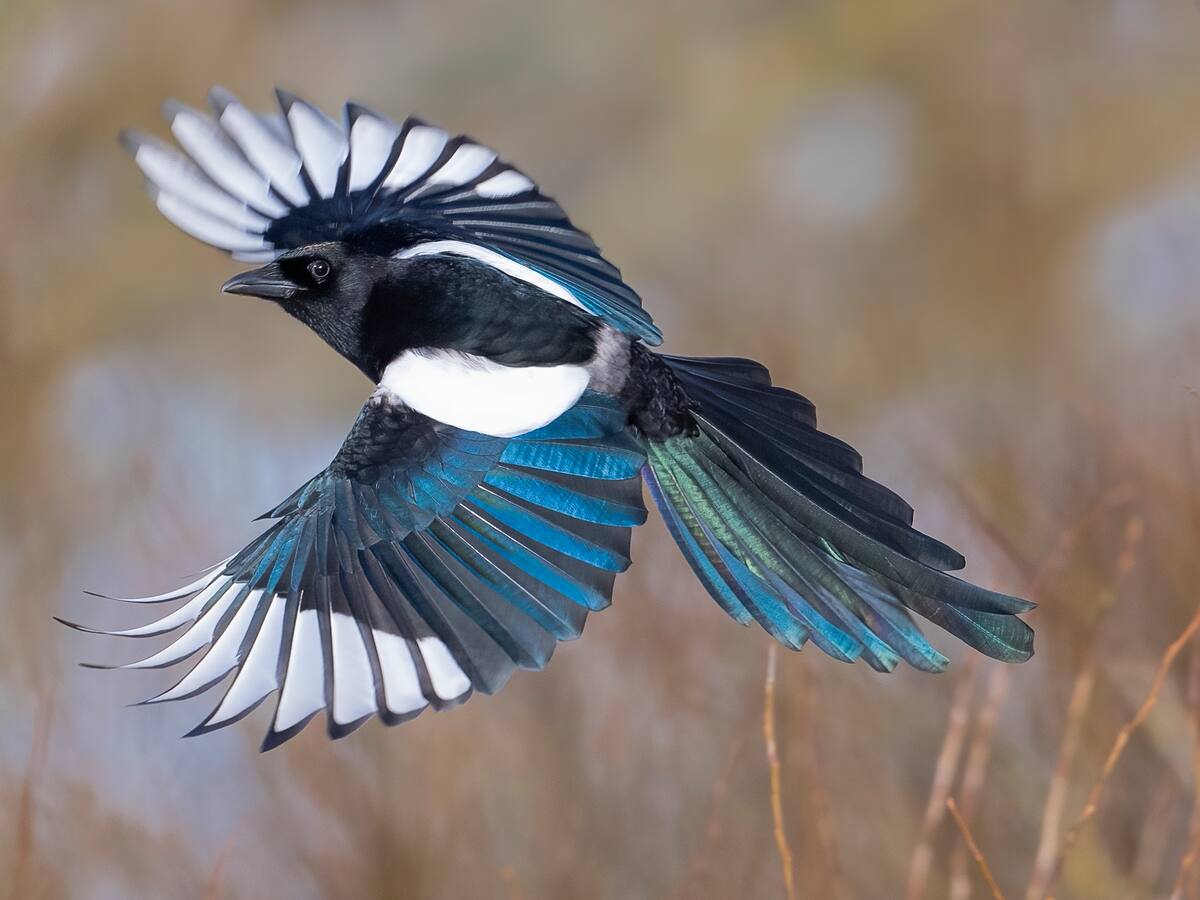 El Guardabosques: la urraca