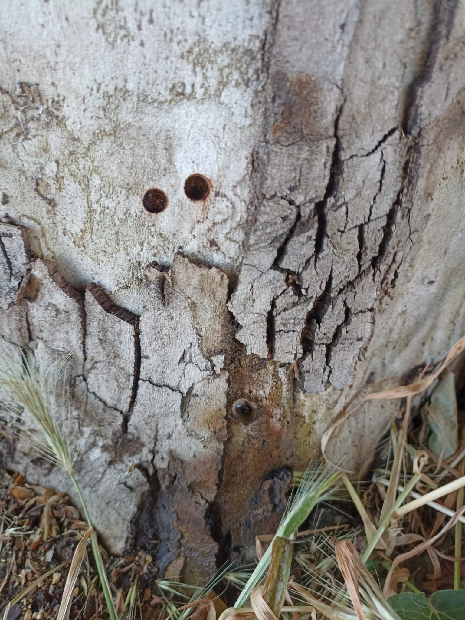 Árbol taladrado en Ávila