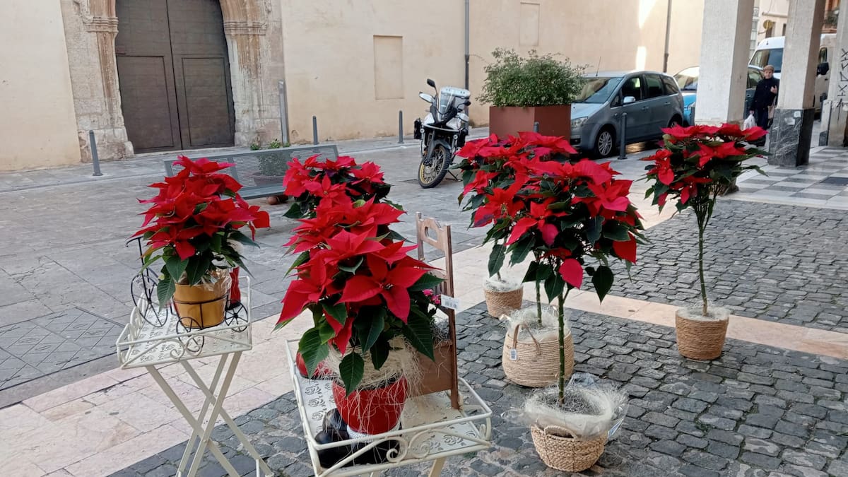 Agenda Fin de Semana Navideña con Jordi Company y Carla Benavent en "Hoy por Hoy Xàtiva".