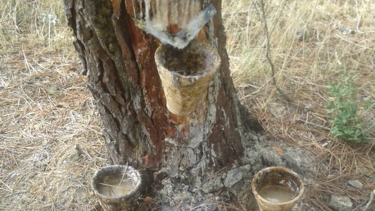 La extracción de resina ha sido un oficio tradicional en Cuenca hasta hace pocos años