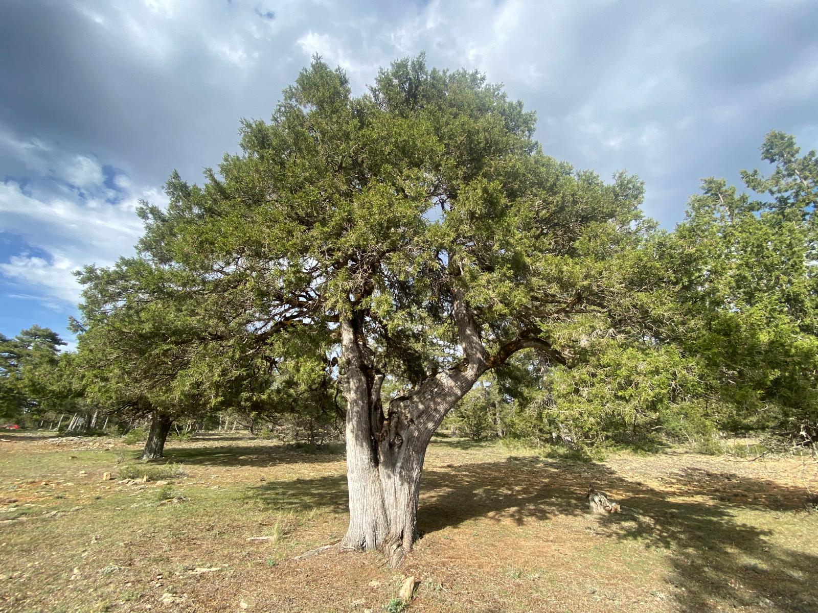 Sabina albar en el paraje de Tierra Muerta, en Cuenca.