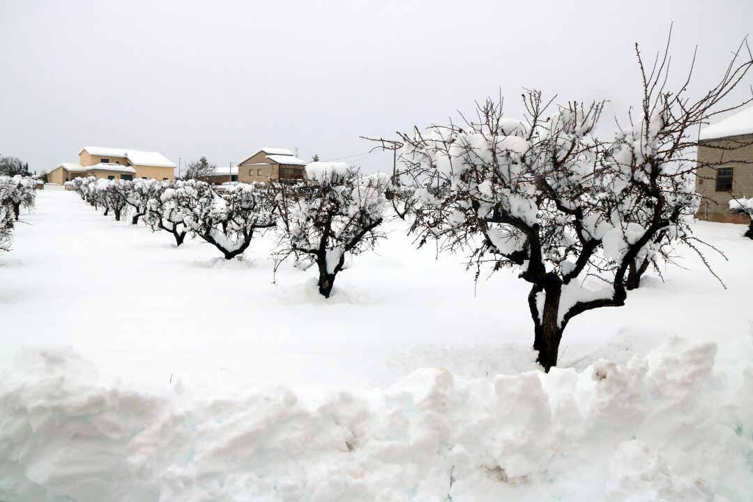 Arbres colgats per la neu al municipi d&#039;Arnes, a la Terra Alta.