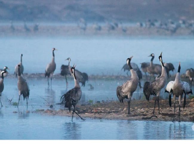 Grullas en el Rosarito